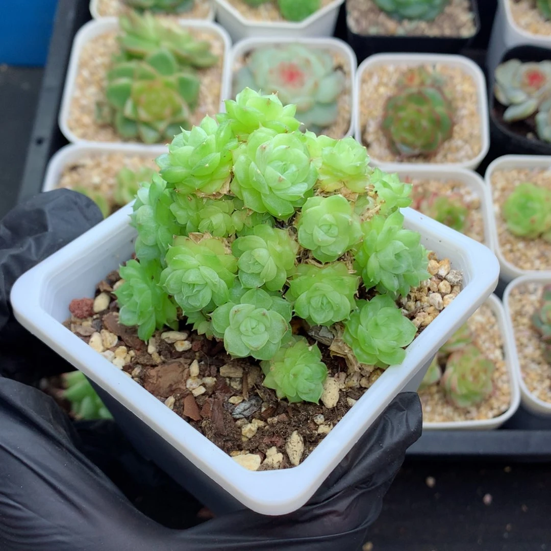 58包邮  群生不包整麦秆群70