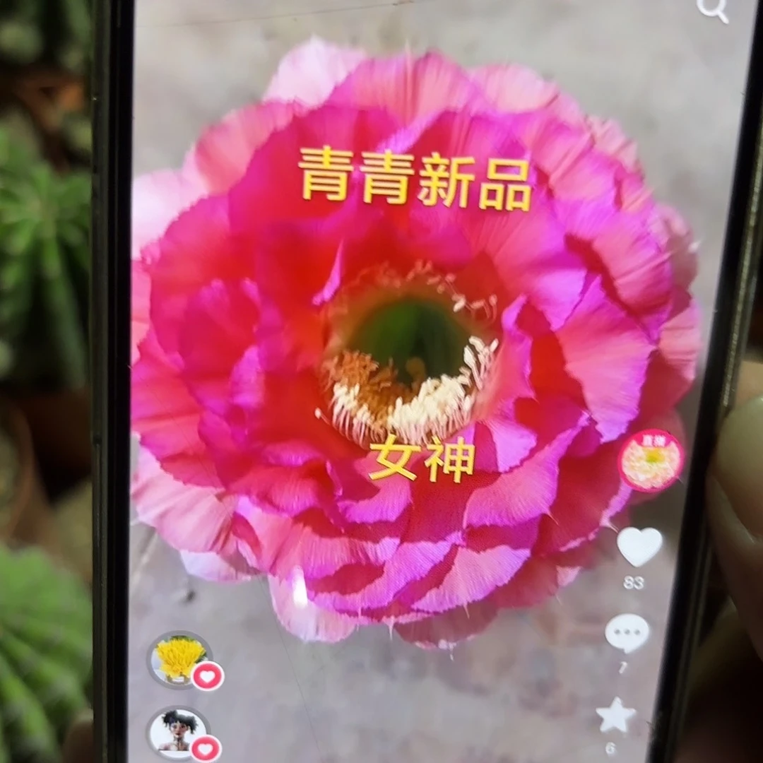 彩草女神6.5-7公分左右