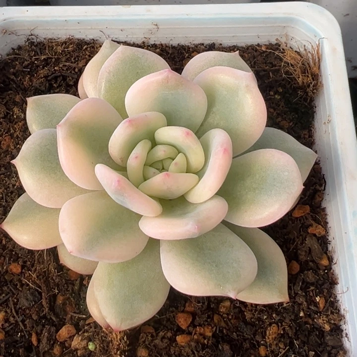 梦露宽锦一物一拍锦龙