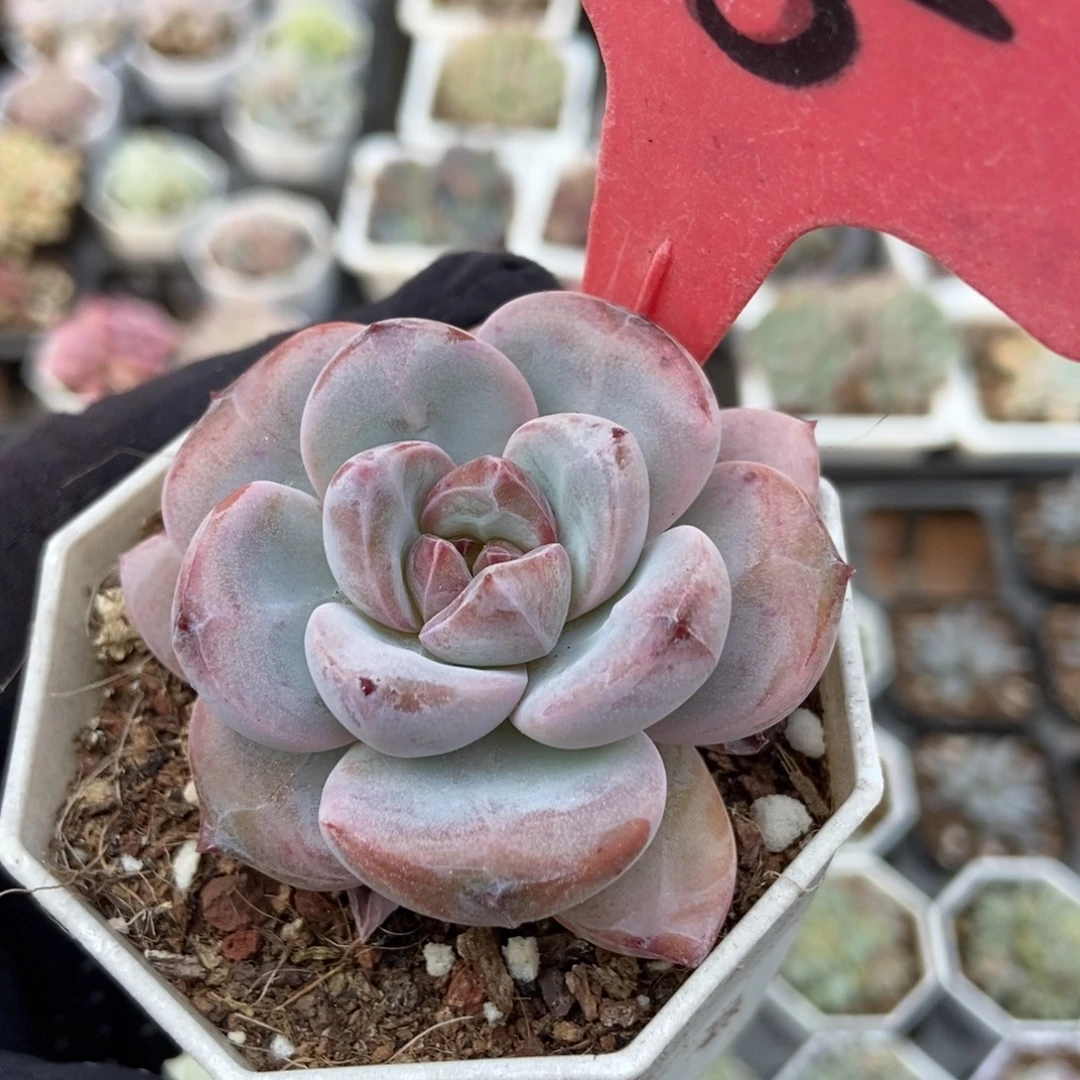5星星雪多肉植物多肉