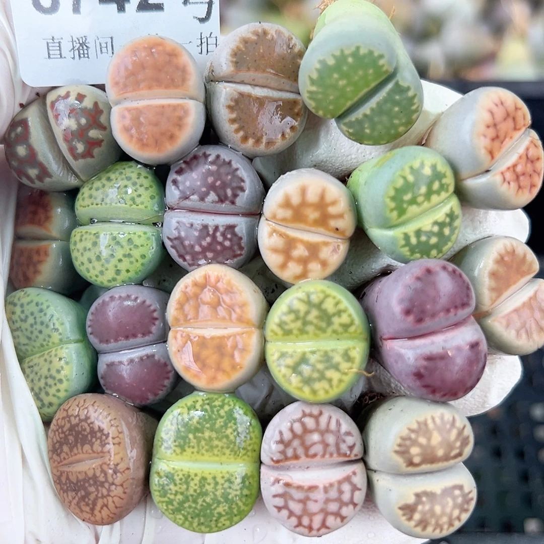 8742 好养易活生石花大母本20个1.6cm左右