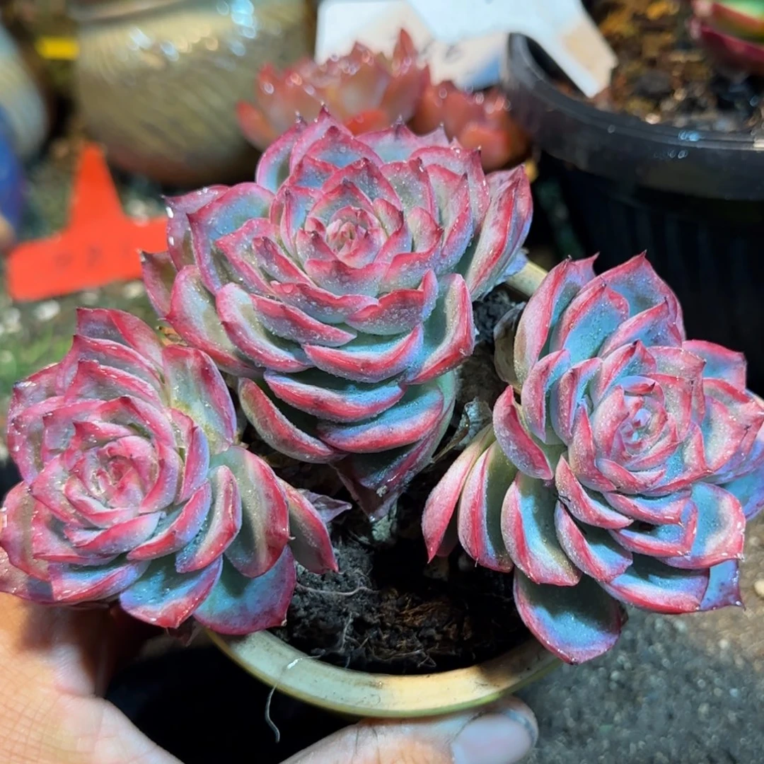 侧影一物一拍包装收缩花旱