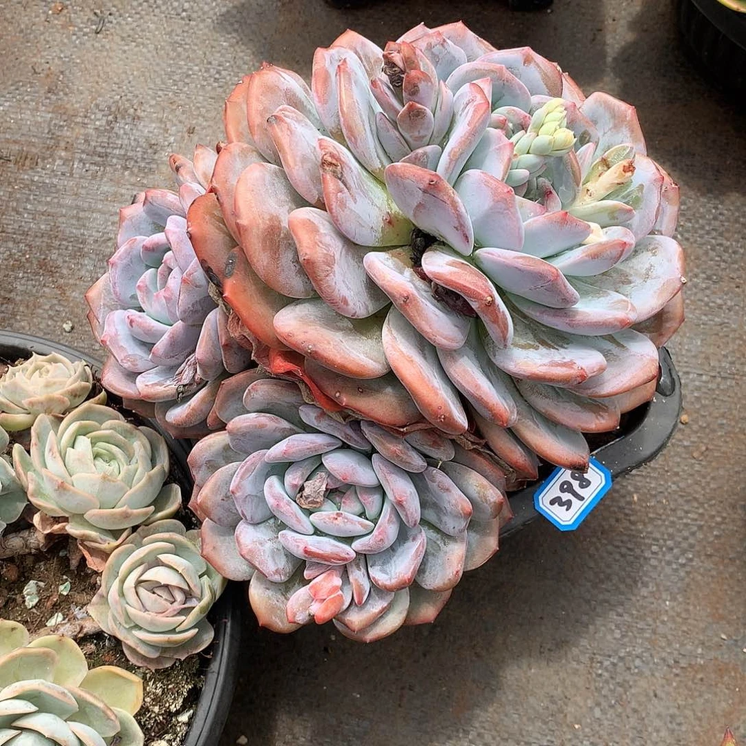 398橙子 一物一拍多肉