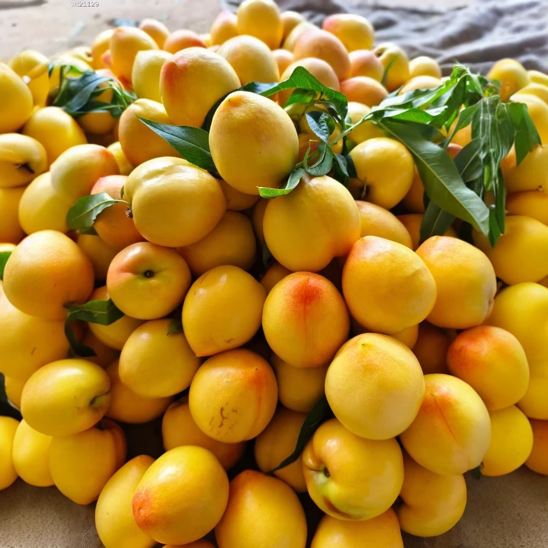 【京东包邮】山东蒙阴黄金芒果油桃黄油桃 新鲜采摘 当季水果