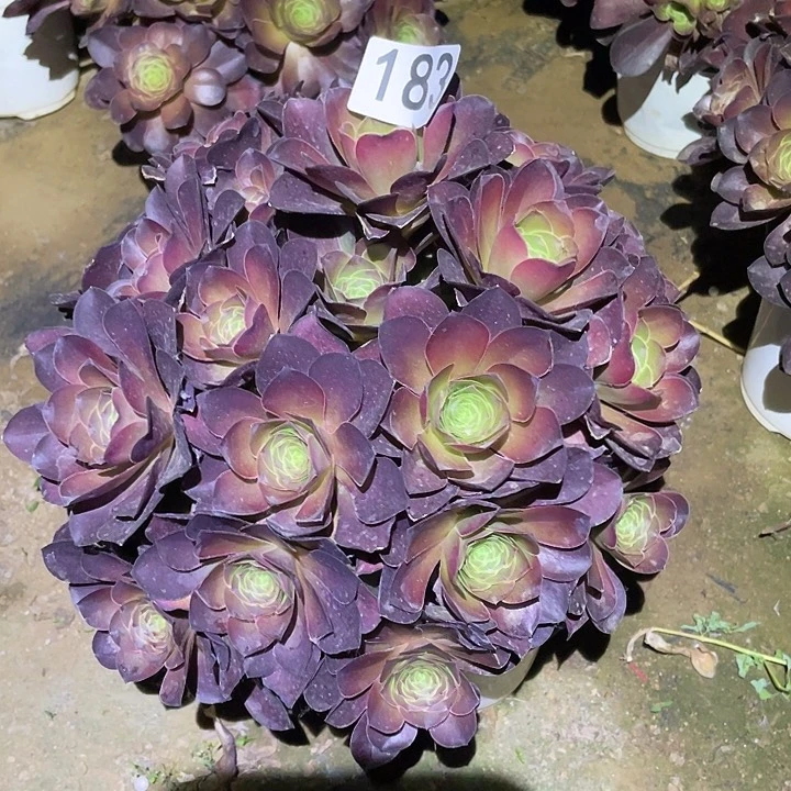 自*火多肉植物法师183美金玫瑰