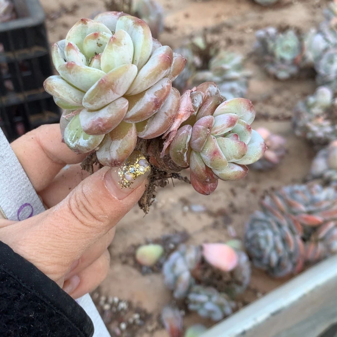 石榴籽哈哈哈哈哈哈哈哈哈哈