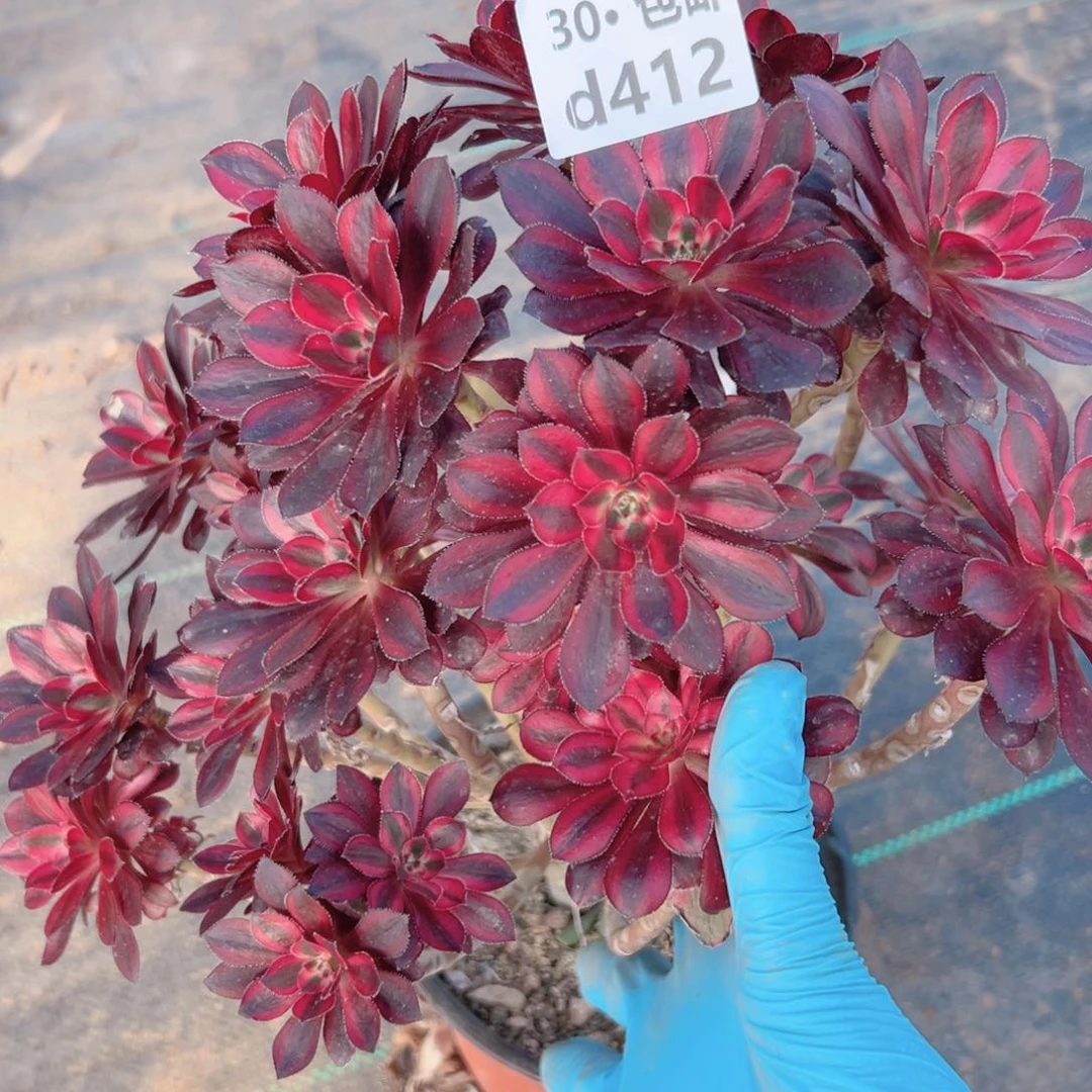 412 香奶奶多肉法师