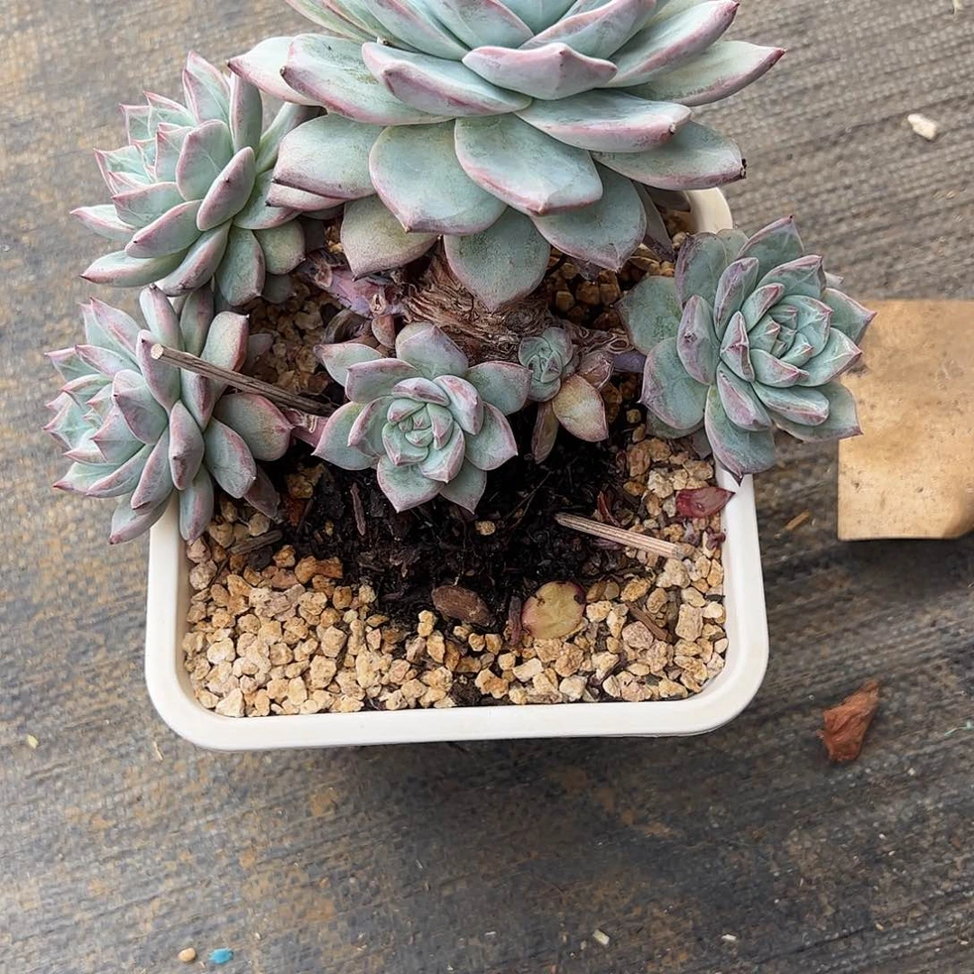 瑾****y粉蓝鸟群多肉植物