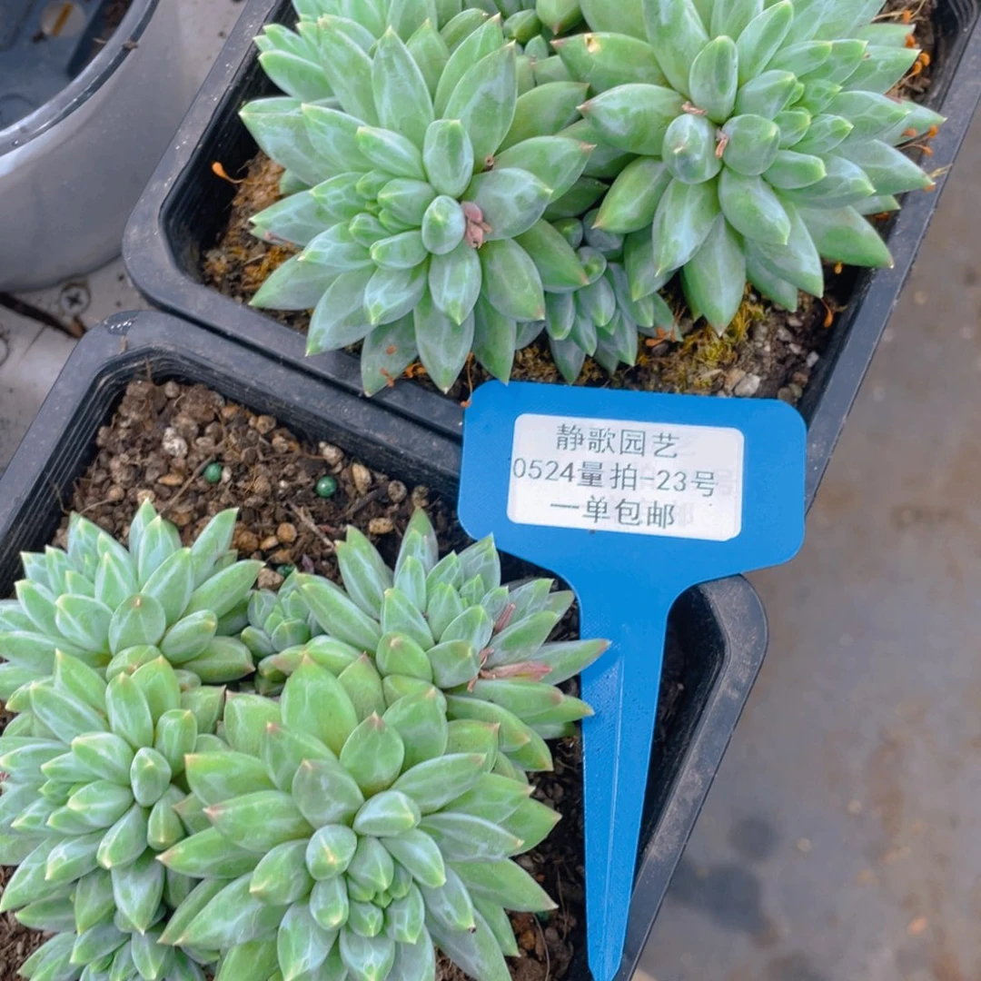 0524-23-青花瓷群生的头一刻