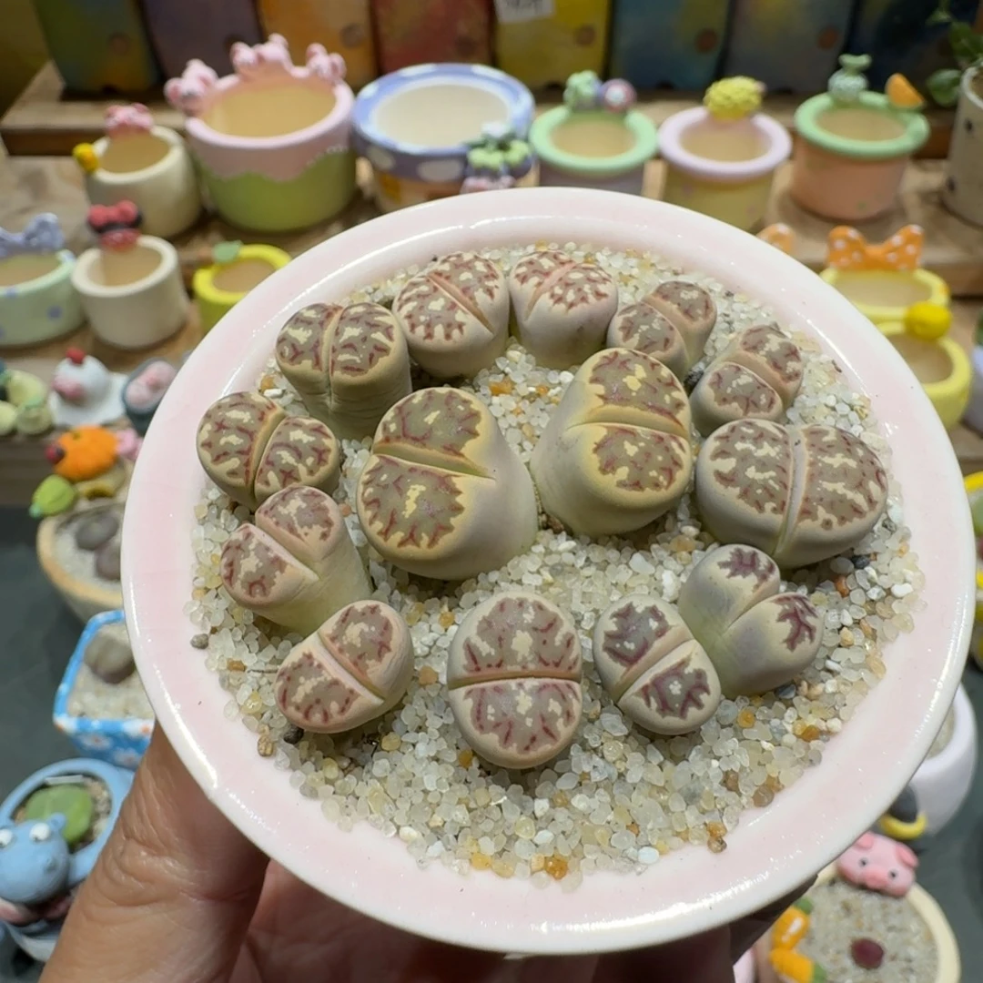 蘑菇1347丽虹彩拼多肉植物