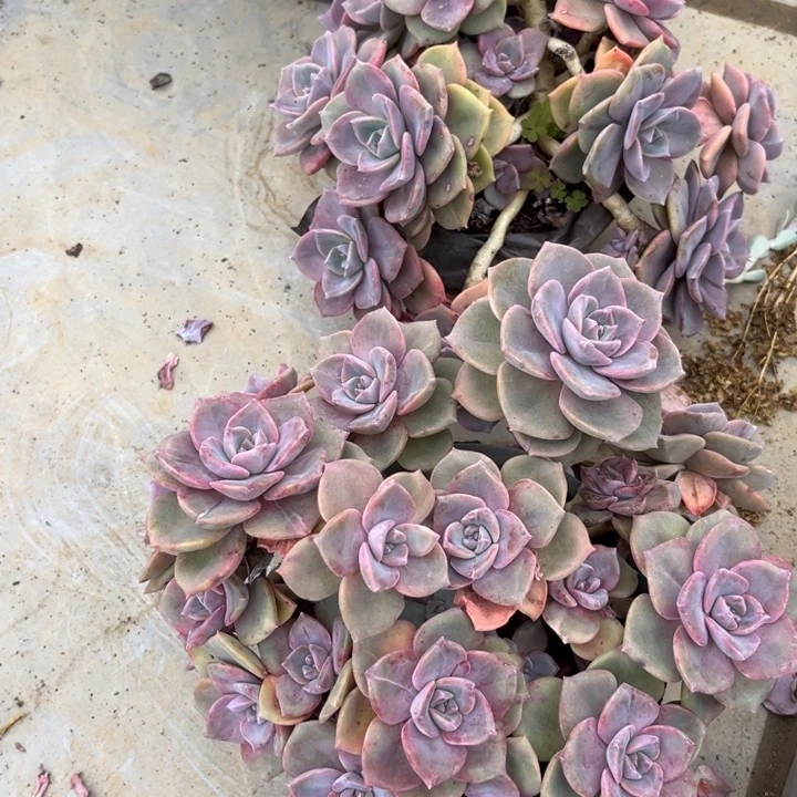 棠颂花卉一物一拍 彩虹 兰兰