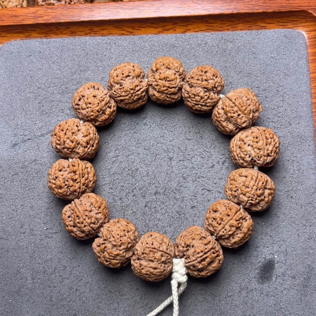 菩提19号金刚菩提梅花蜂王21+