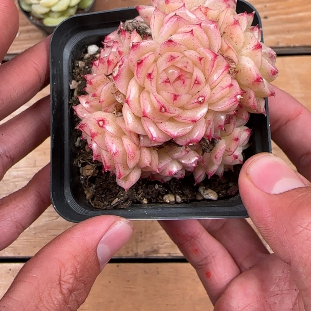 一物一拍麦秆珍妮04281