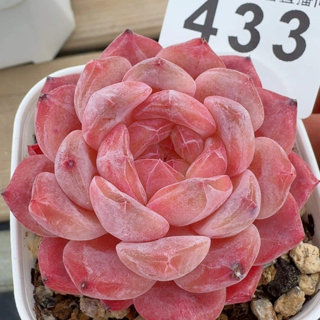 冰魄         精品多肉