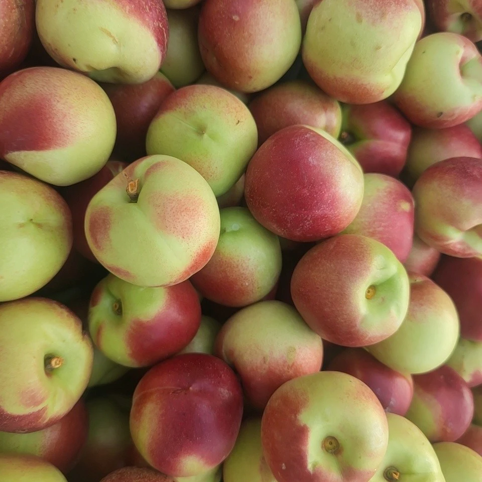 湖北珍珠枣油桃约一斤湖北省