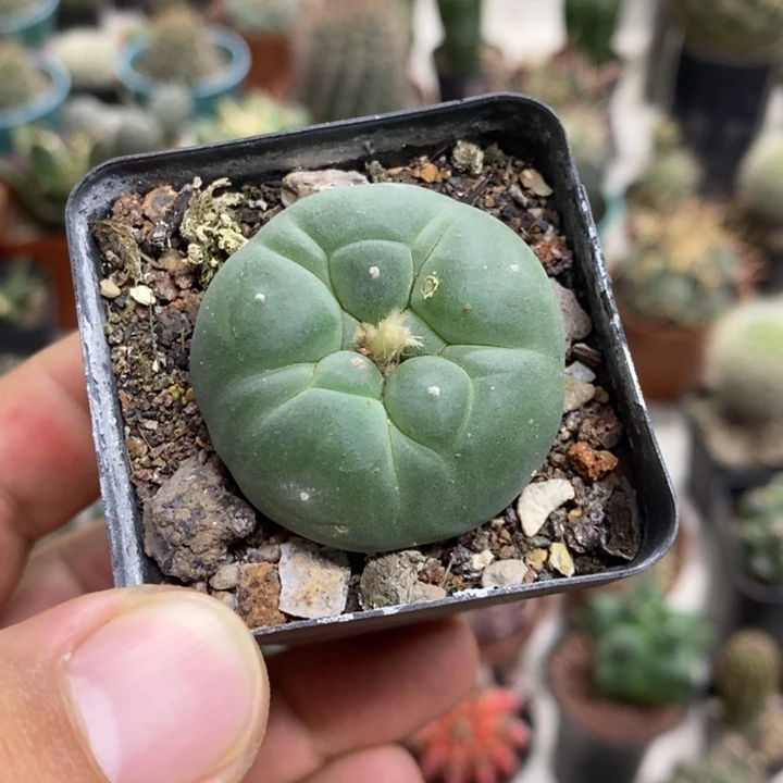 实生海鲜特价福利