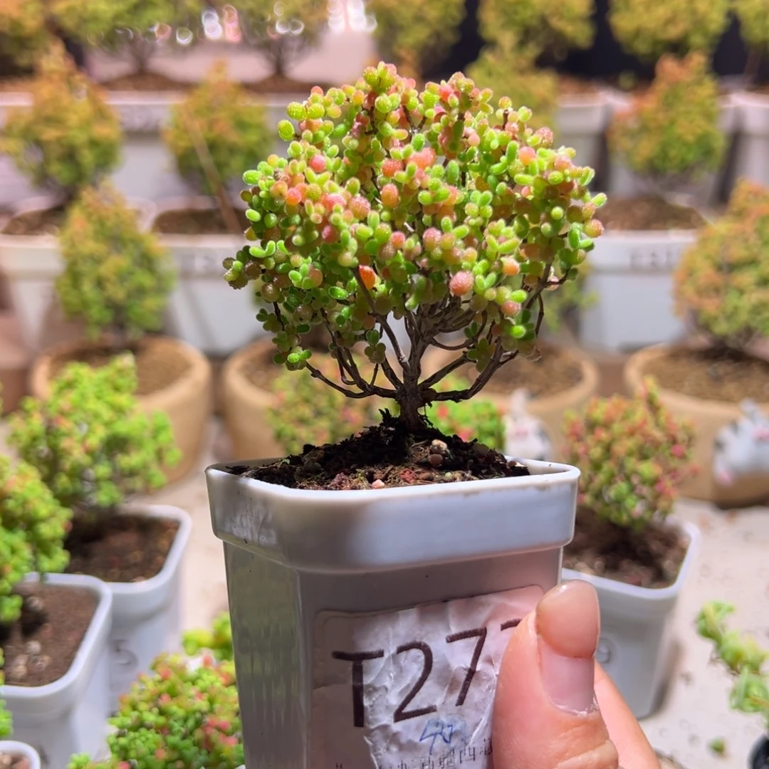 273蜜橘带盆土发货一物一拍