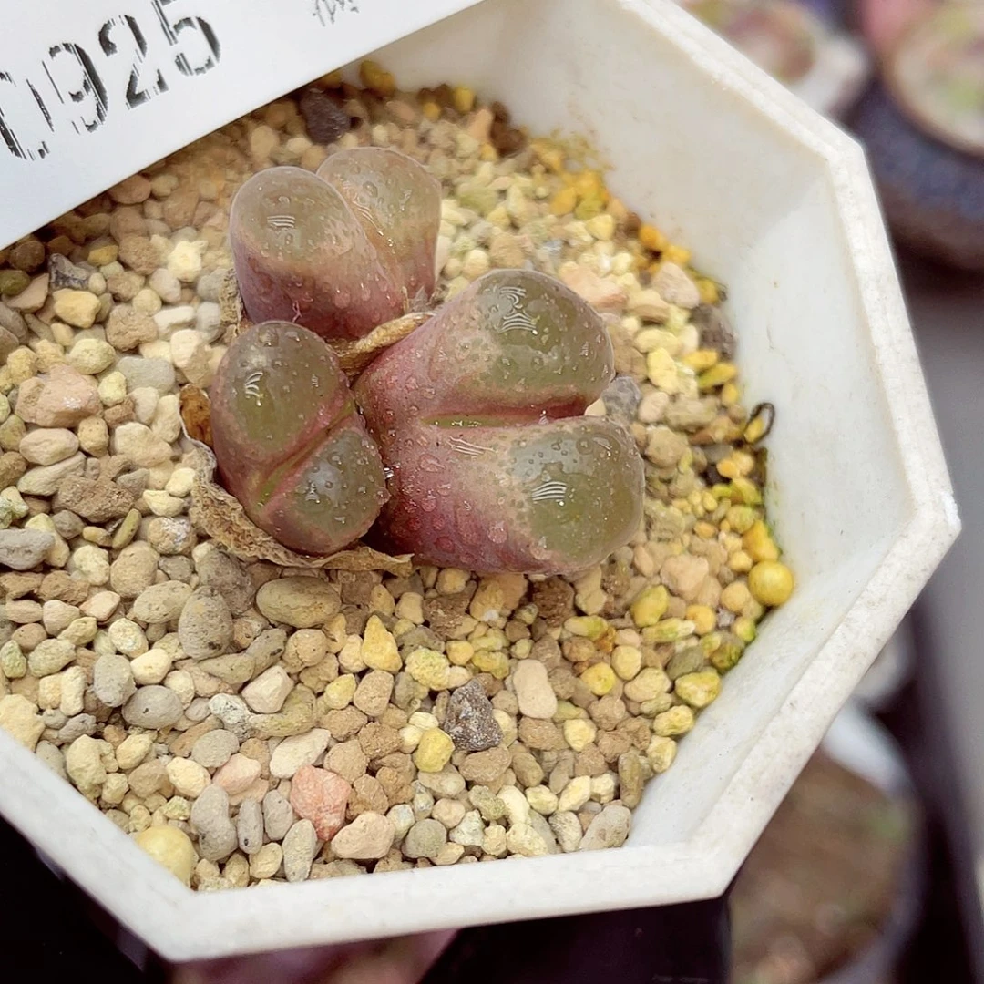 生石花满18包邮0925-136