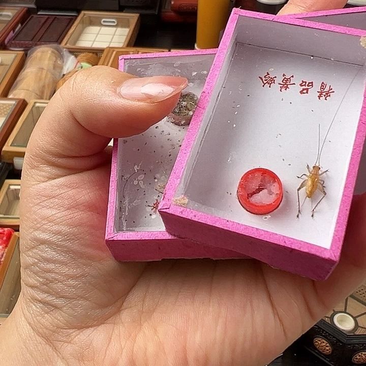 仅一天鸣虫2元开始包邮