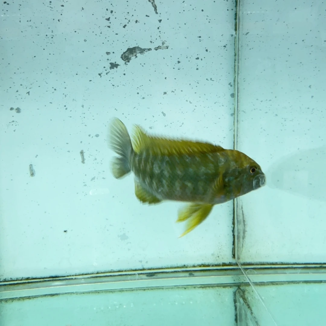 鲷***客海水卡桑加绿龙公1452。
