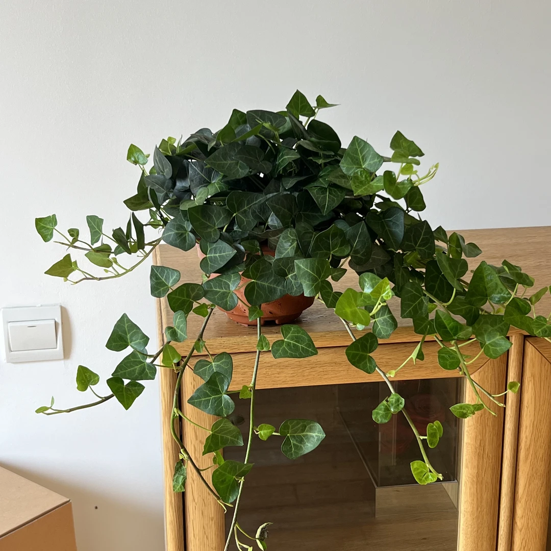心叶垂吊常春藤吊兰比春雨绿萝可水培土培室内阳台绿植盆栽吸甲醛