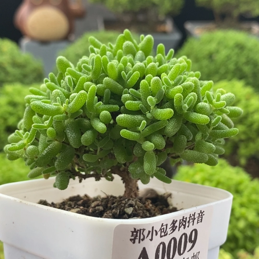 蜜橘糖球0009枝干番杏