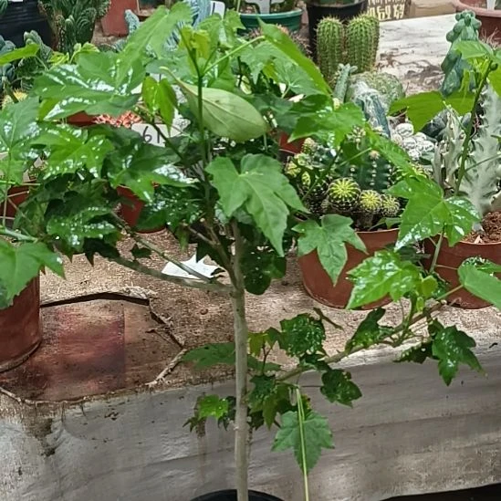 当前无花朵，栽培后可花朵金铃花   25元