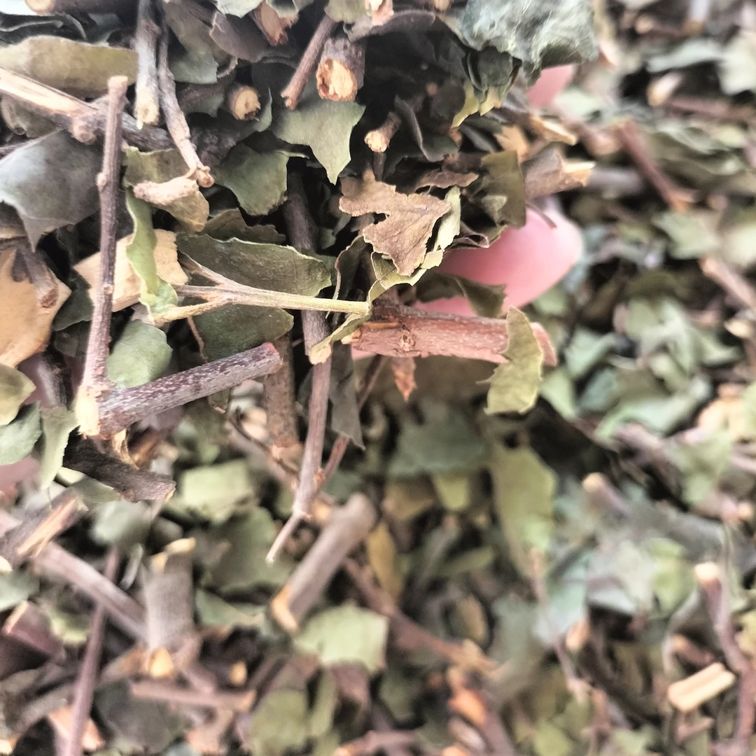 广西野生桑寄生自然晒干