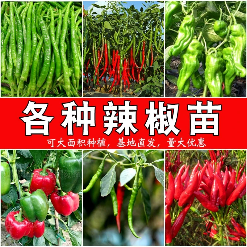 各种辣椒苗 蔬菜苗组合番茄苗秧千禧小苗茄子黄西瓜生佛手瓜