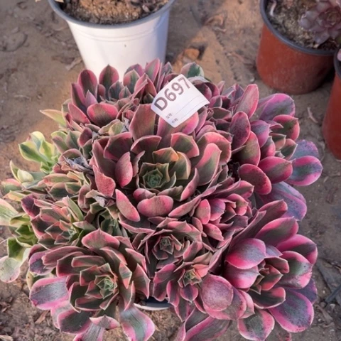 多肉植物女妖捧花