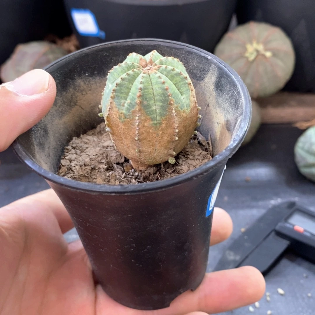 23 欧系实生布纹球多肉植物
