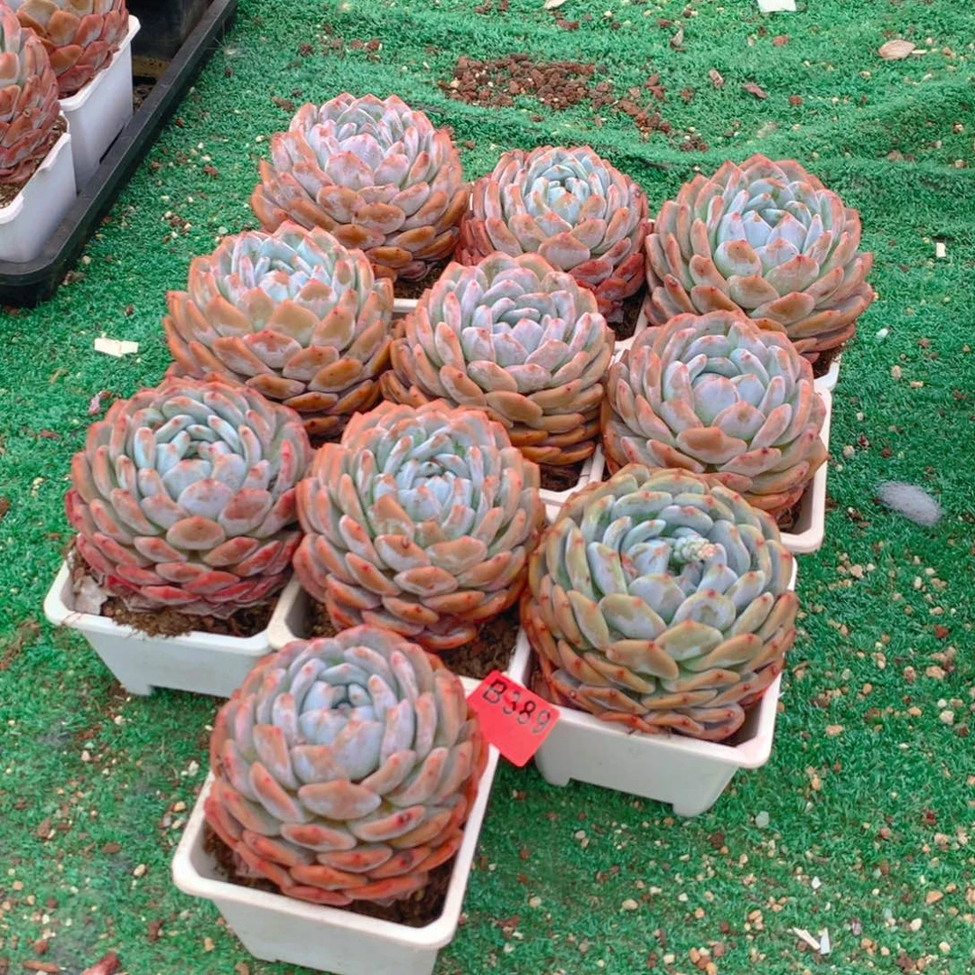 389橙子多肉植物组合