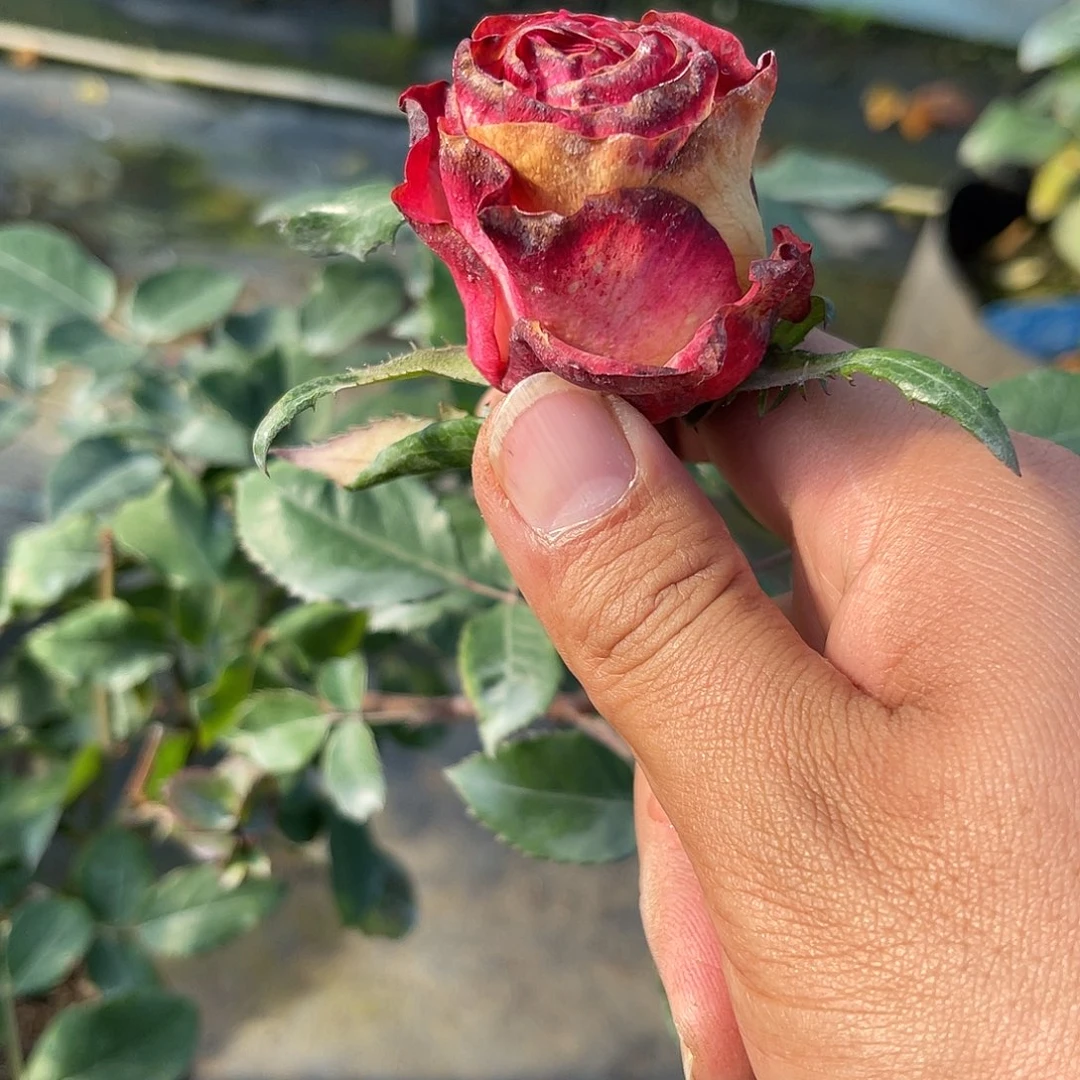 无花朵——-杜卡迪 福利