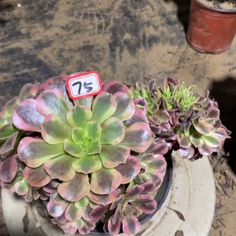 美杜莎缀一物一拍，