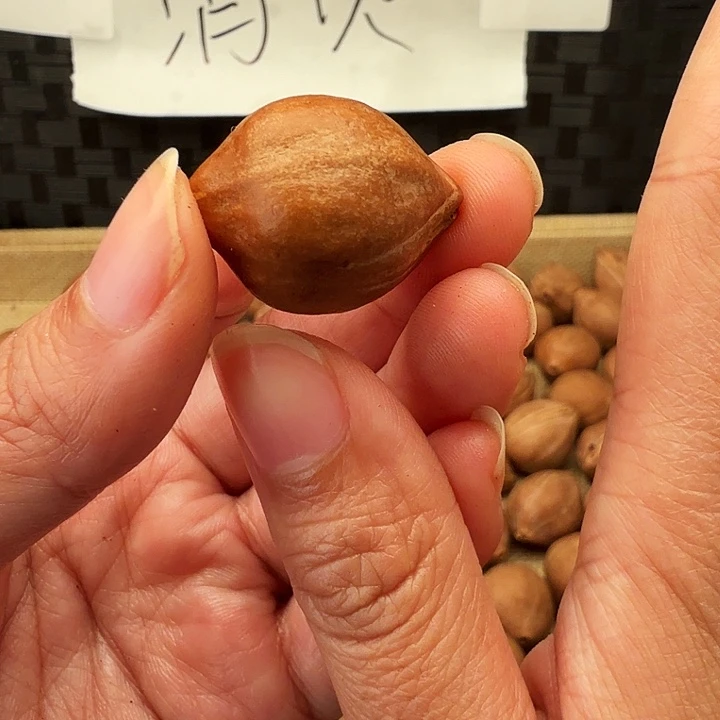 手串/手链橄榄核橄榄