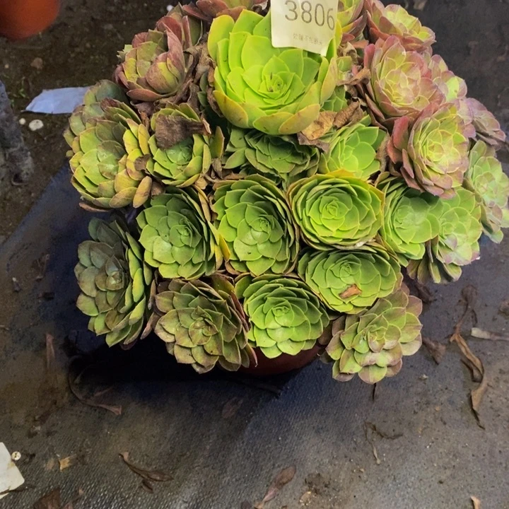 花月夜多肉断头不包3806