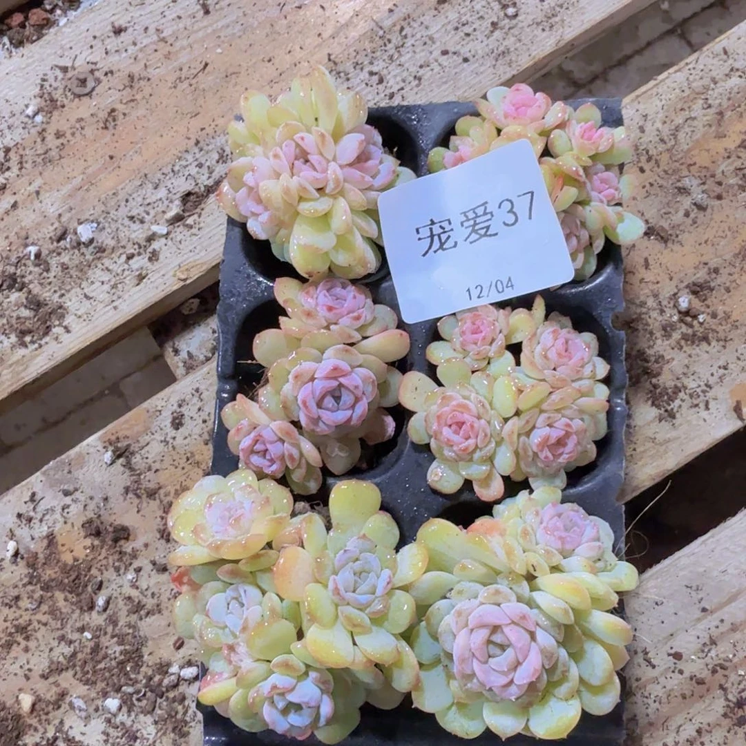 37 直播福利一物一拍