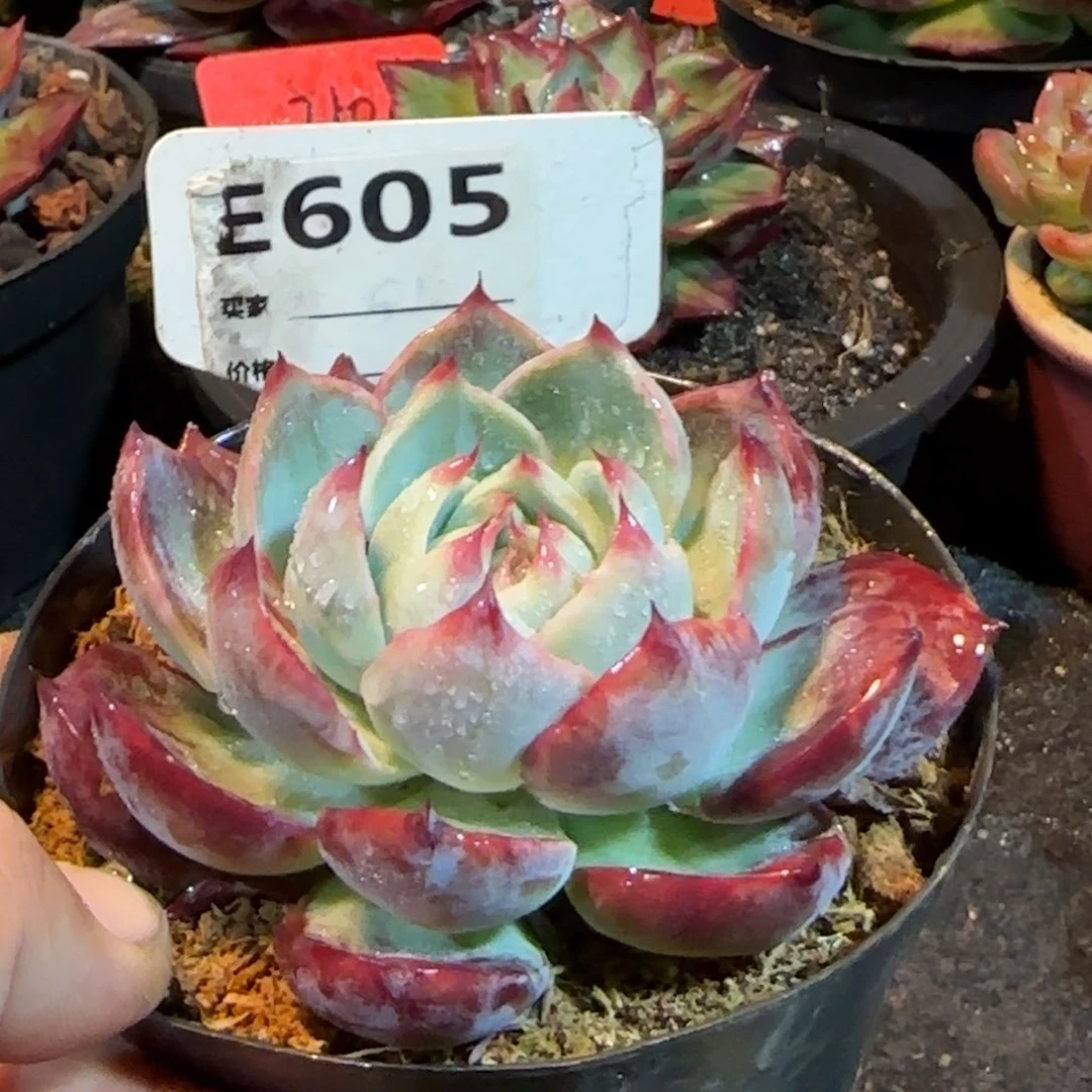 惊鸿一物一拍包装收缩花旱605