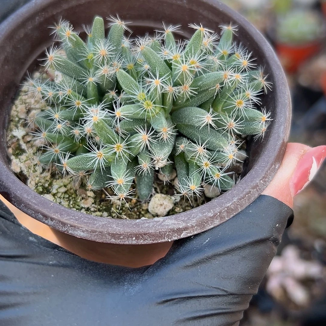 多肉植物紫晃星块根