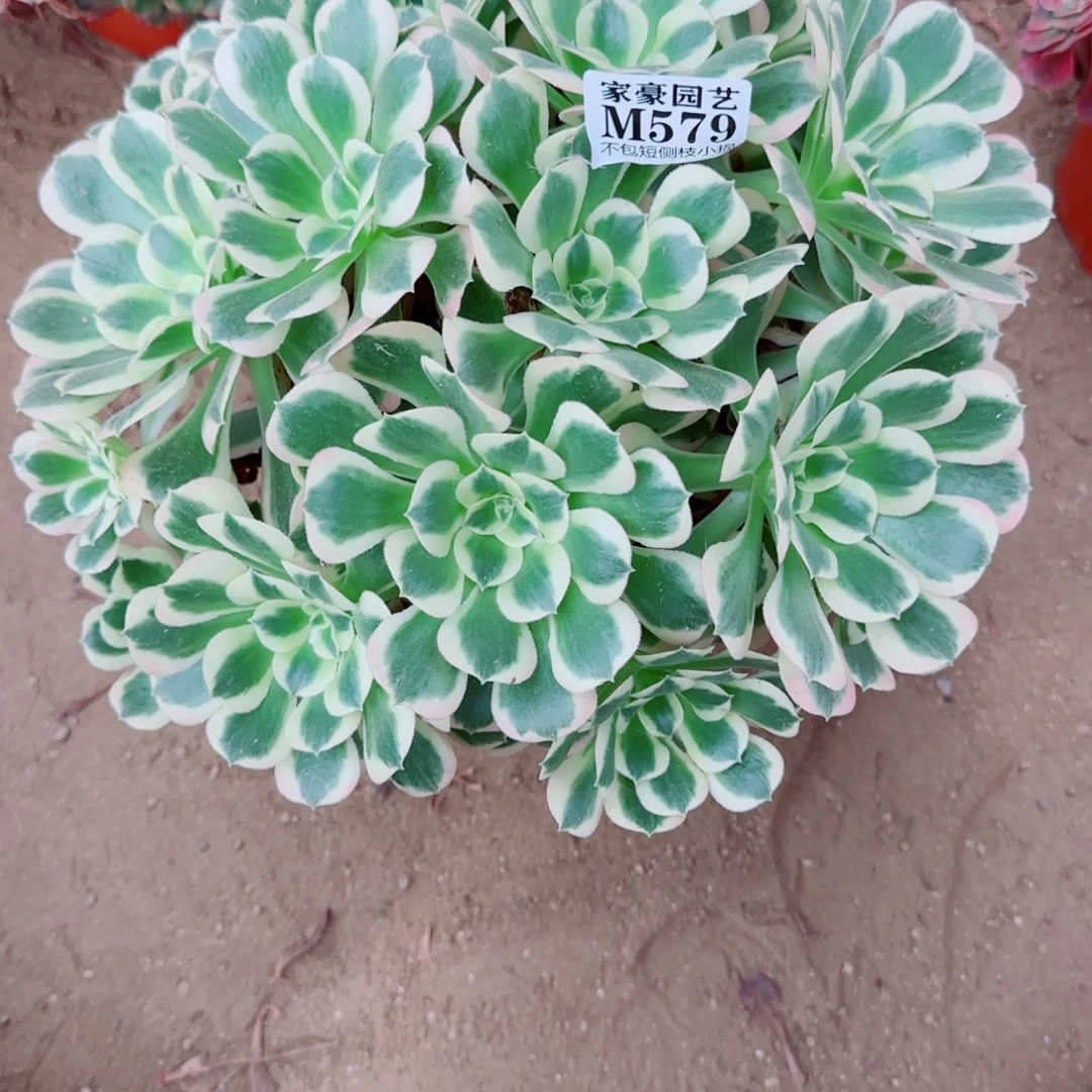 白凤法师579冠幅35