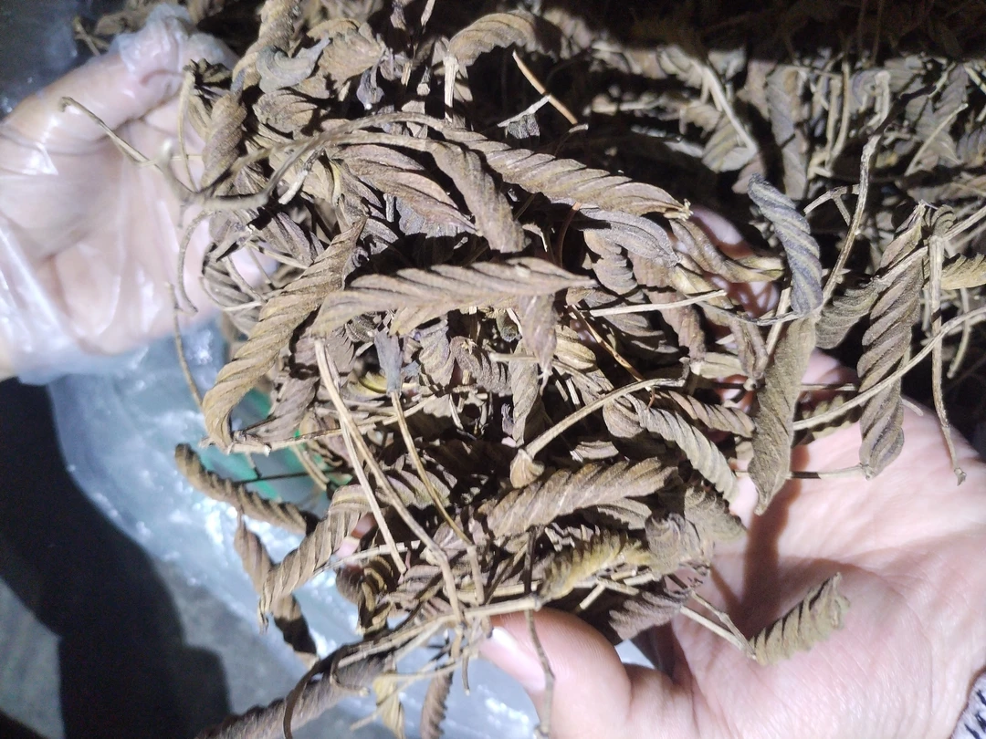 山地王————虫草王