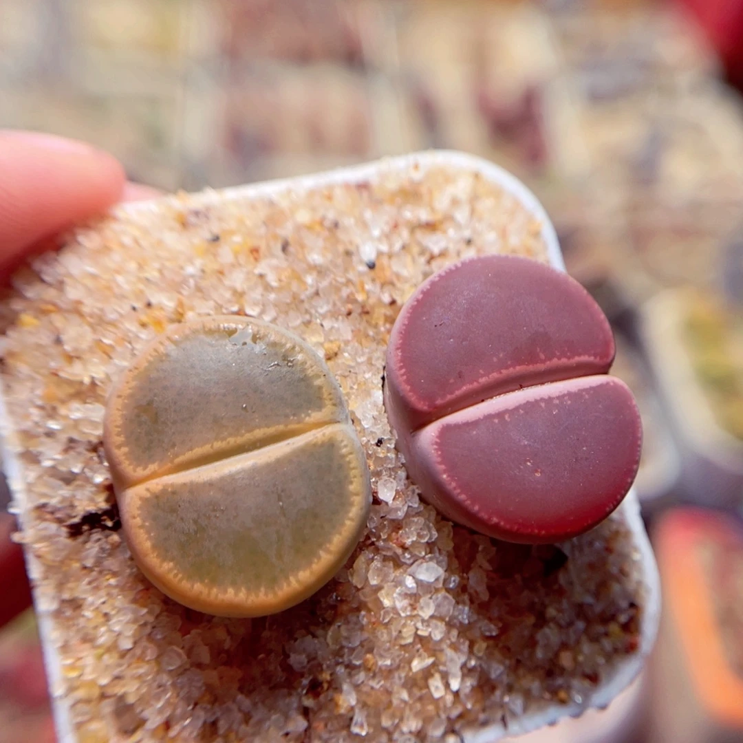 327号带盆包邮发货