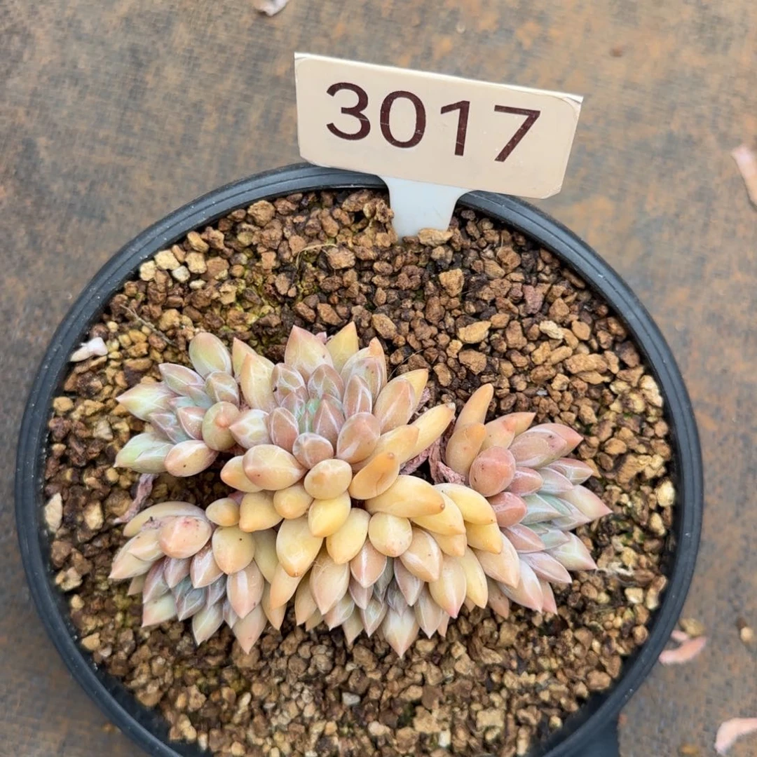 红蜻蜓    3017号