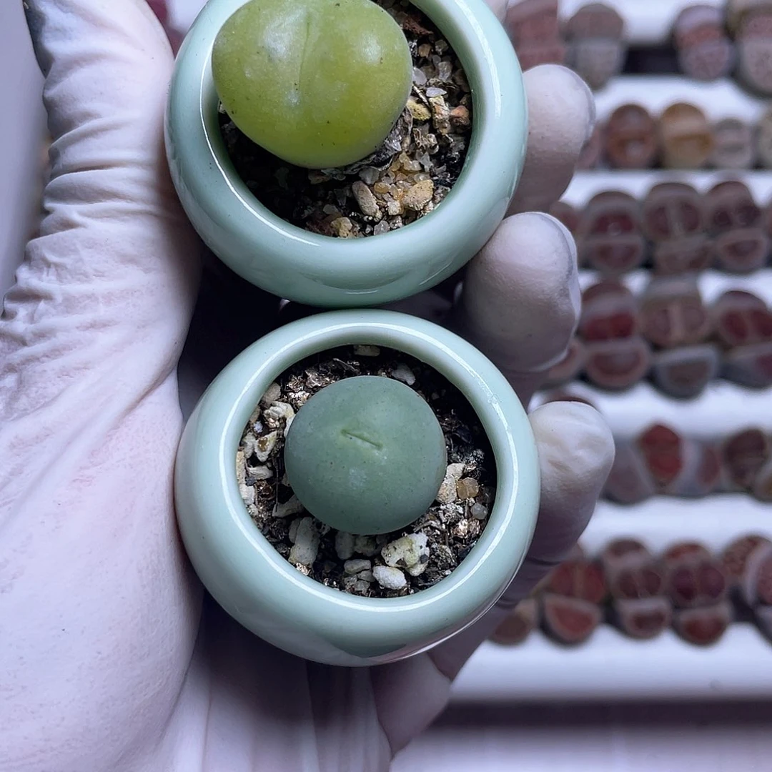 587 带盆土发货…………