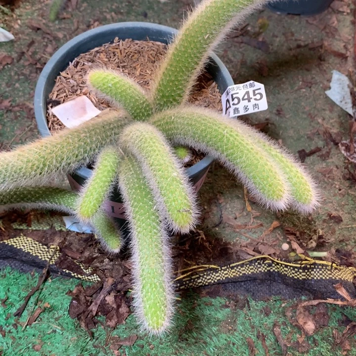 麽*哒545多肉植物一物一拍