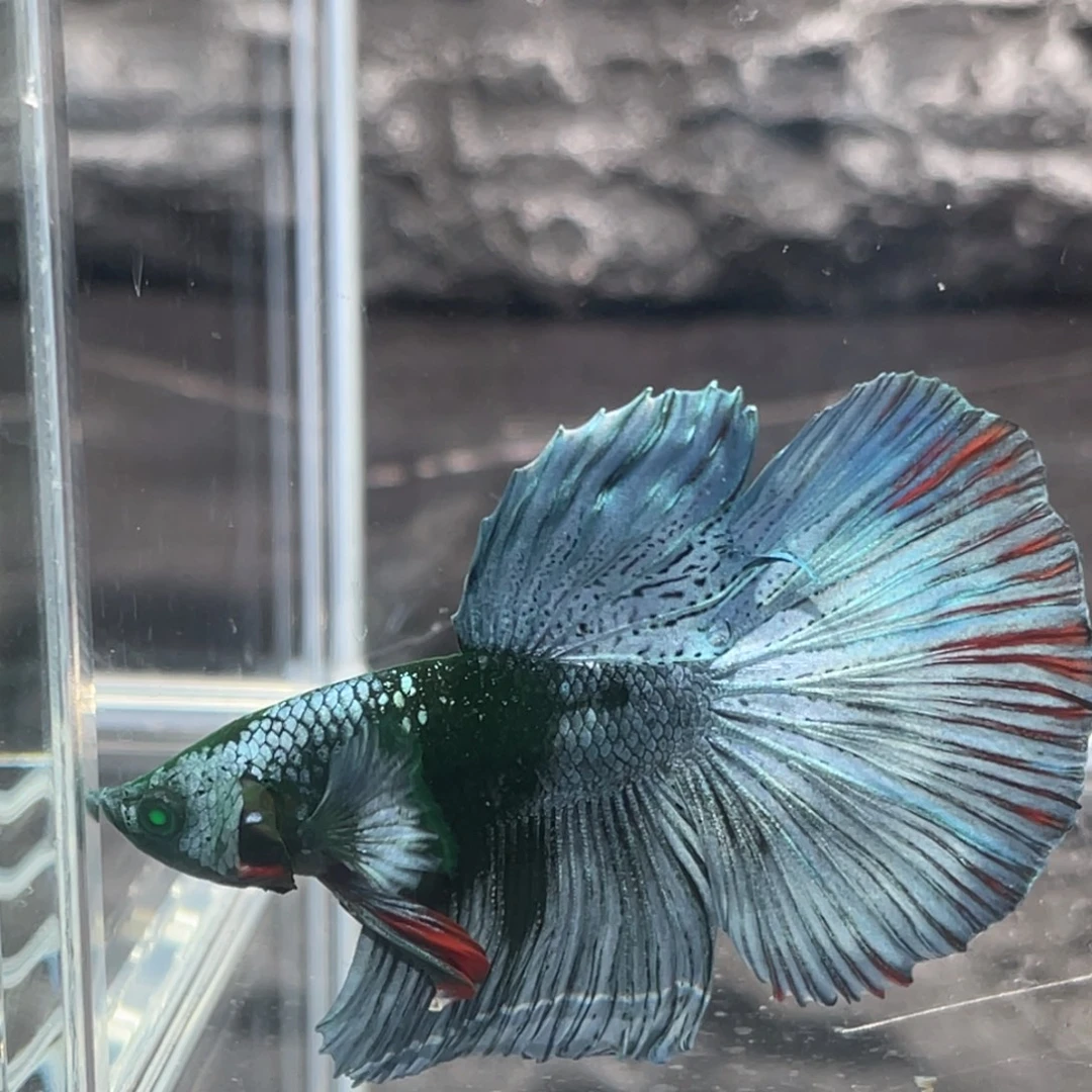 斗鱼绿魔碎星半月公