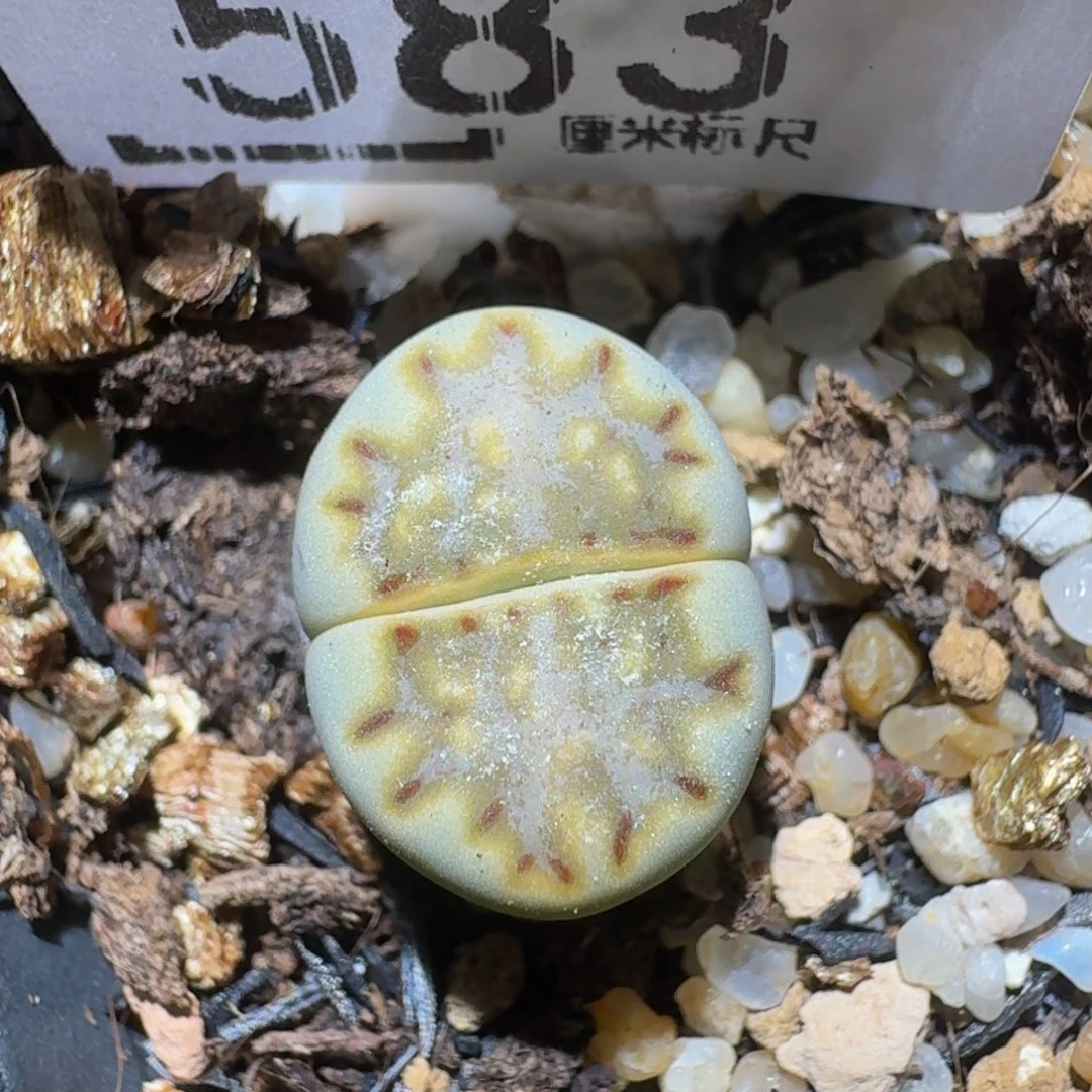 zzzz精品生石花583抹茶