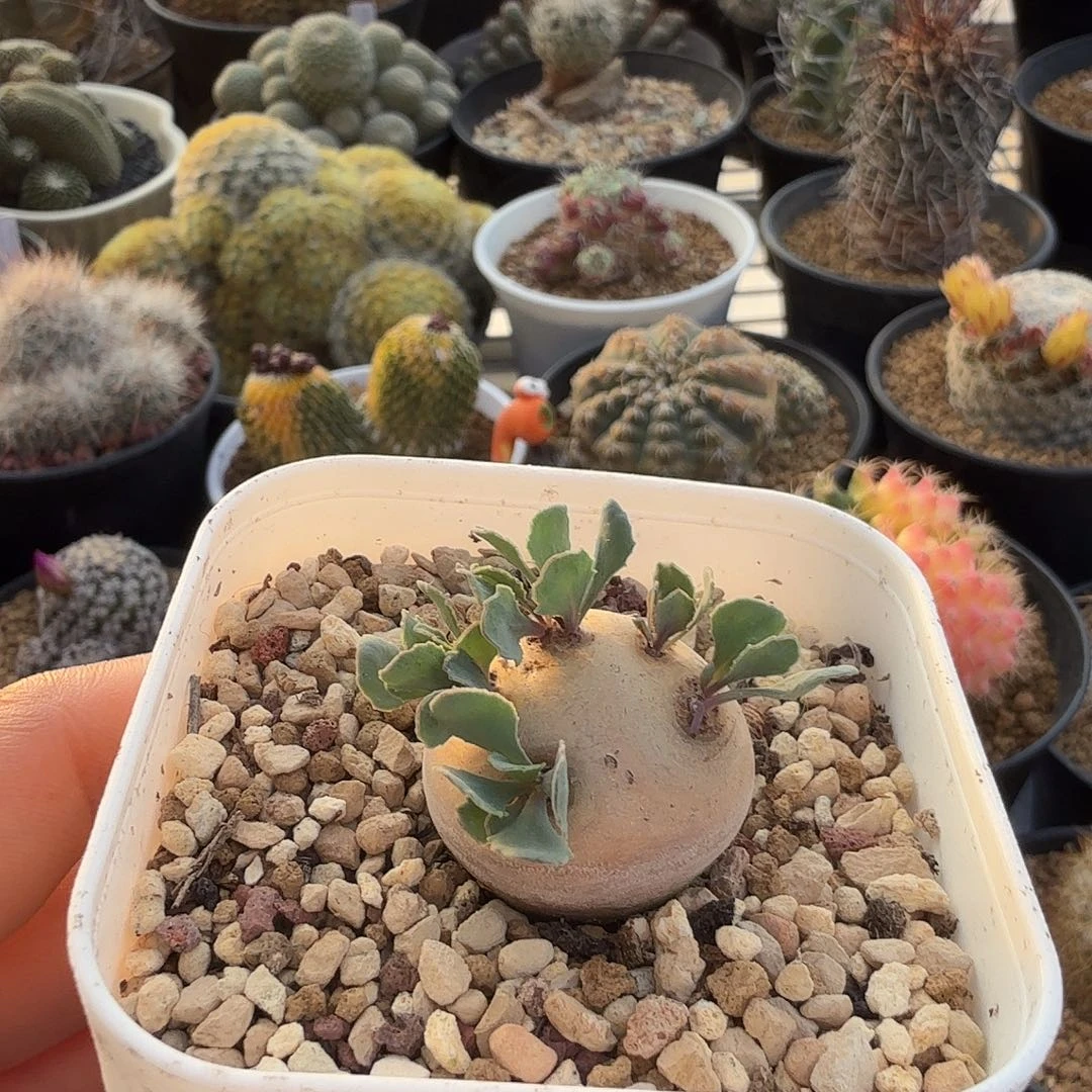 产地格加带盆发货