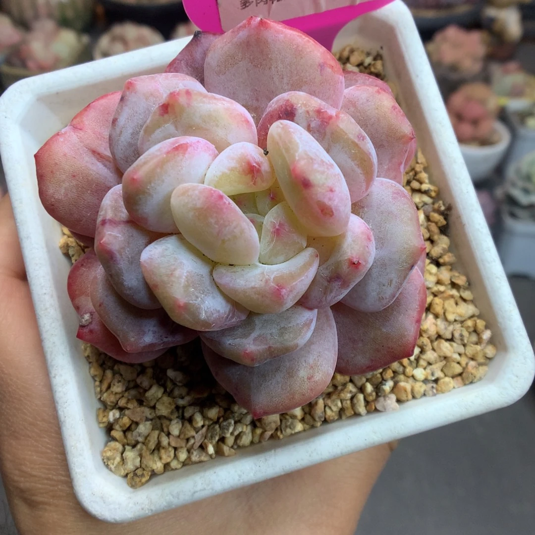 9新年快乐梦露石化