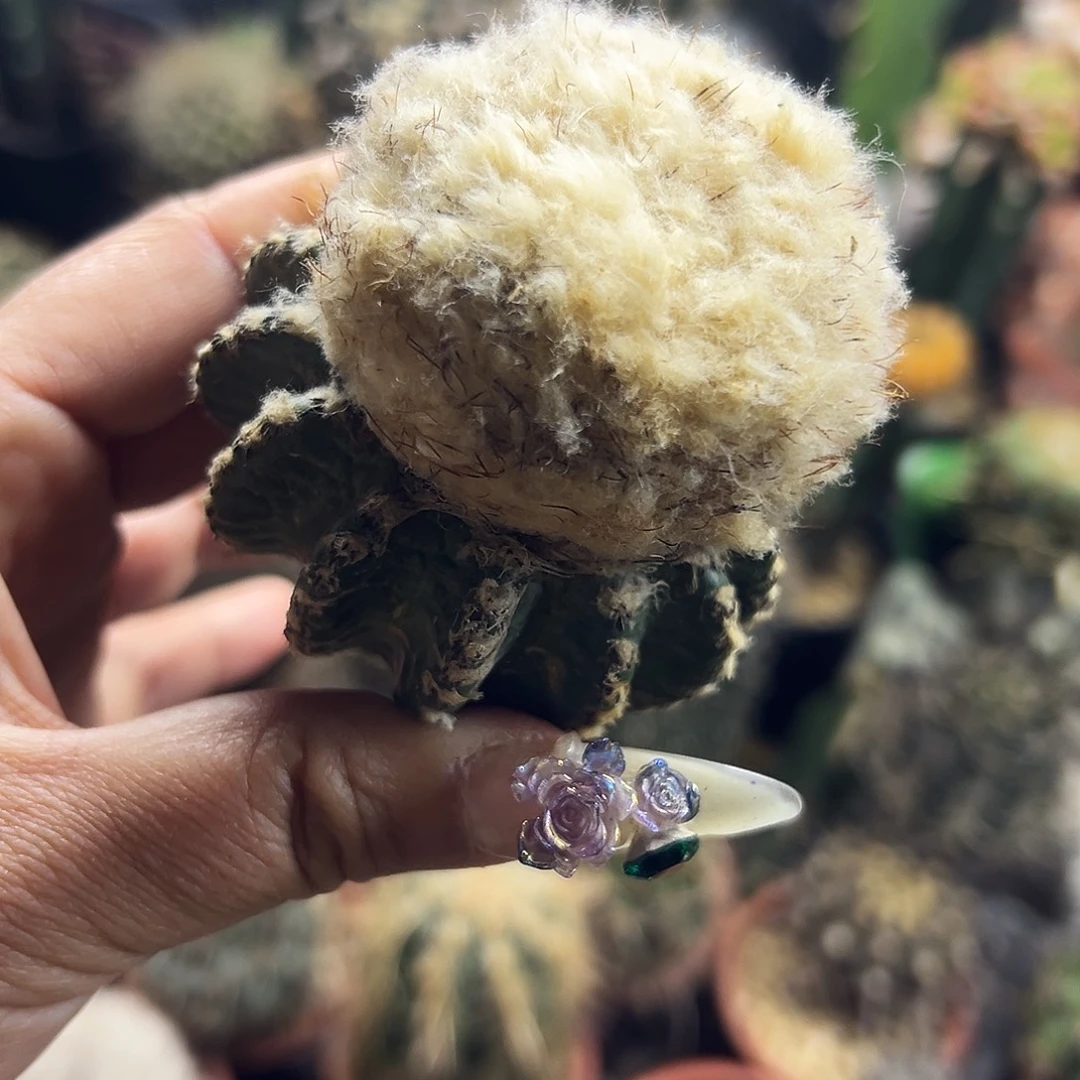 高绒奇特仙人球666666